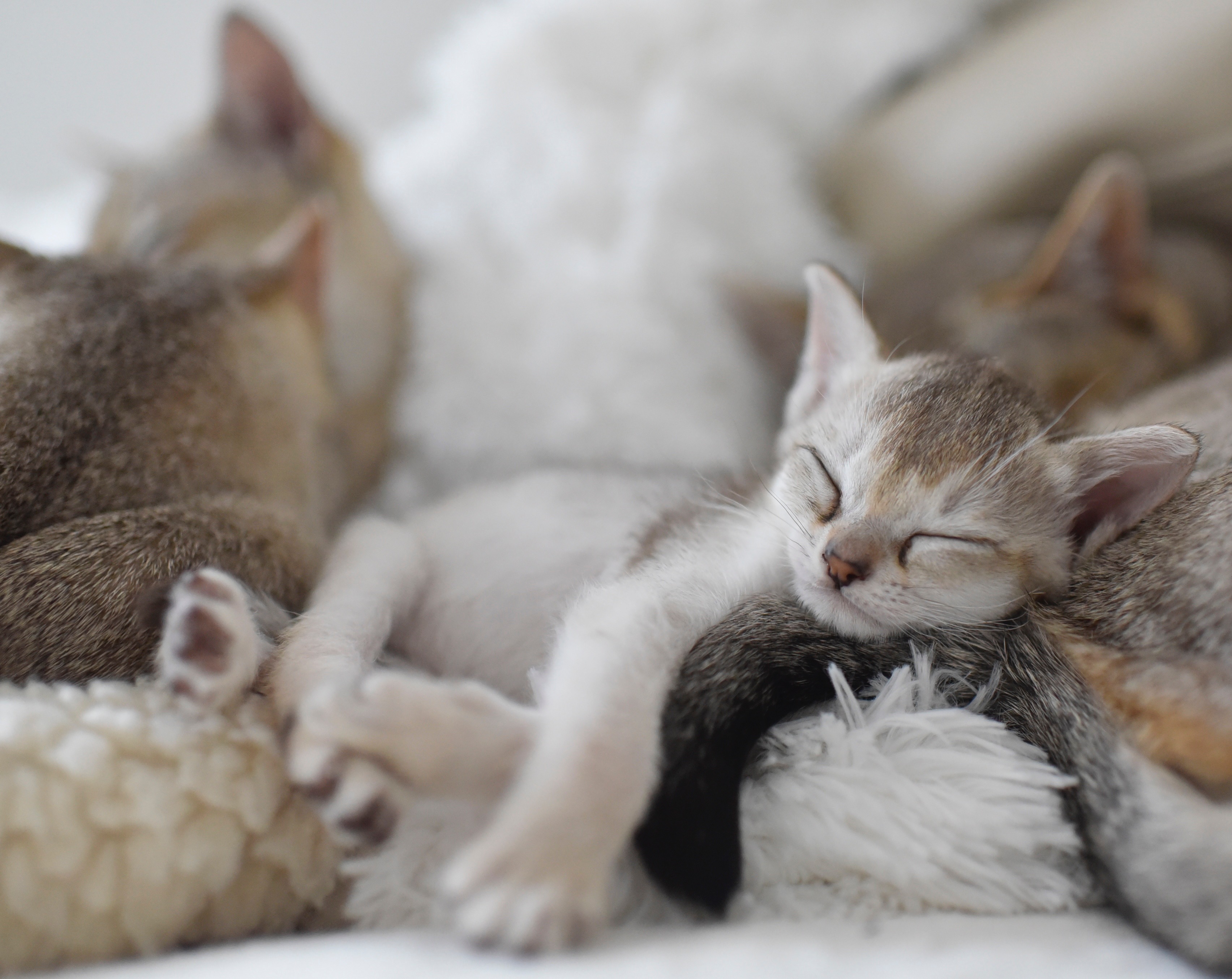 Schlafendes Kitten